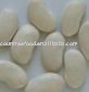  FLAT   SHAPE   WHITE   KIDNEY  BEAN