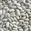 white kidney bean(middle)