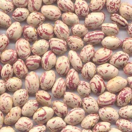 Sell Purple round kidney beans