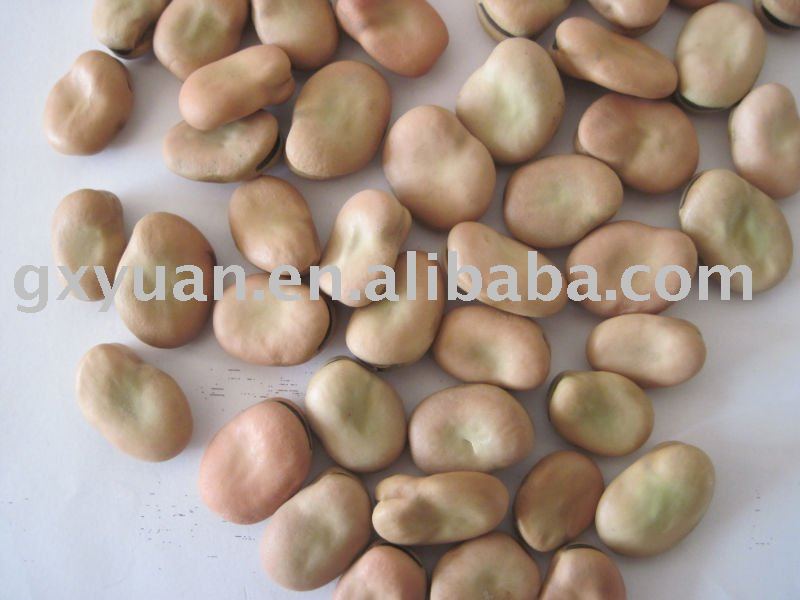 Qinghai broad bean