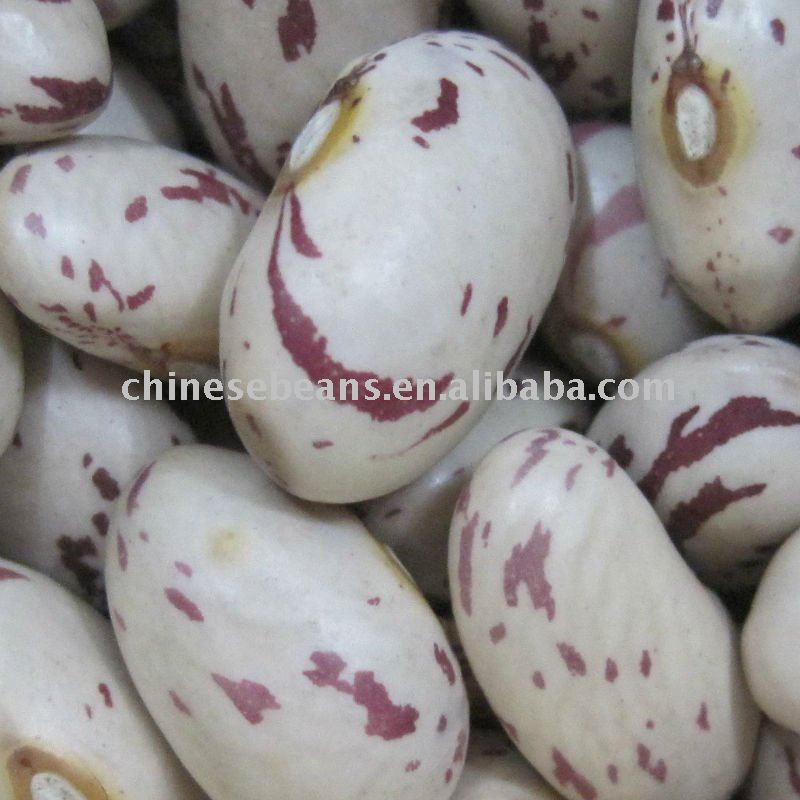 Chinese New Crop dried beans pulses