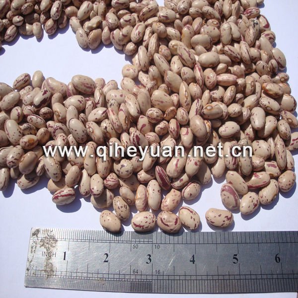 Light speckled kidney bean round shape