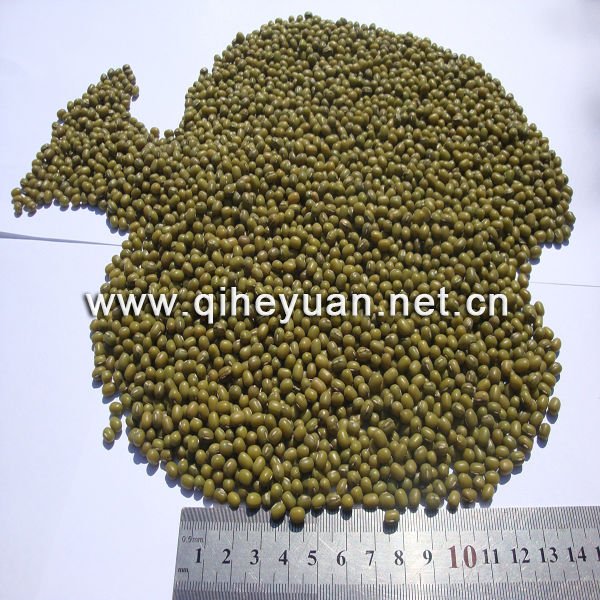  Sprouting   mung  bean
