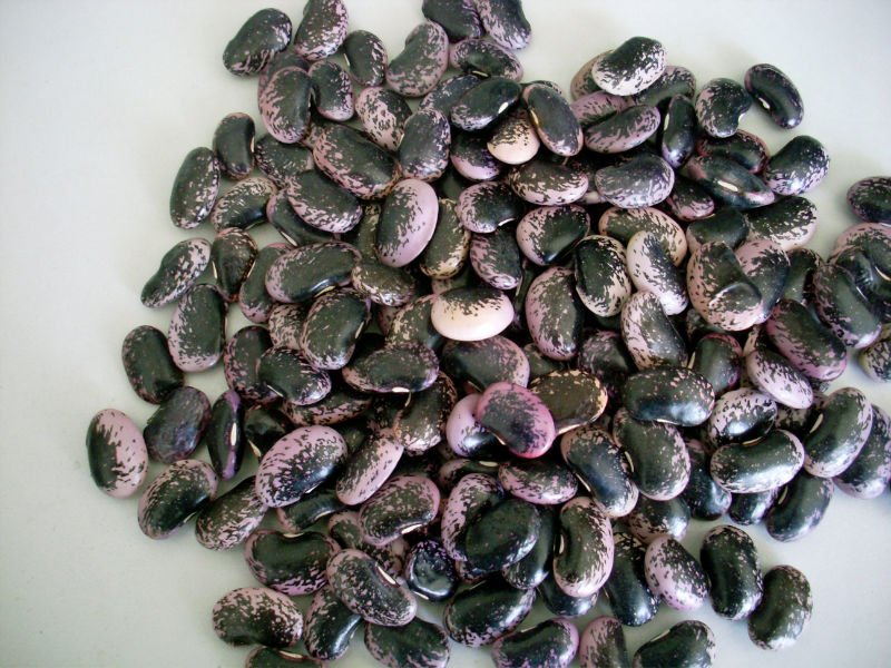 Large Black Speckled Purple Kidney Beans