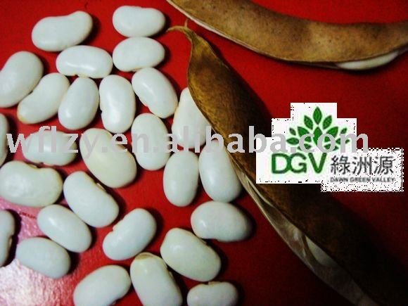 whole sale white beans