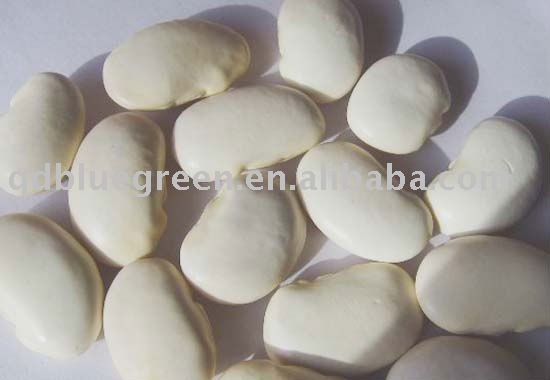  Big   size  White  Kidney   Bean s
