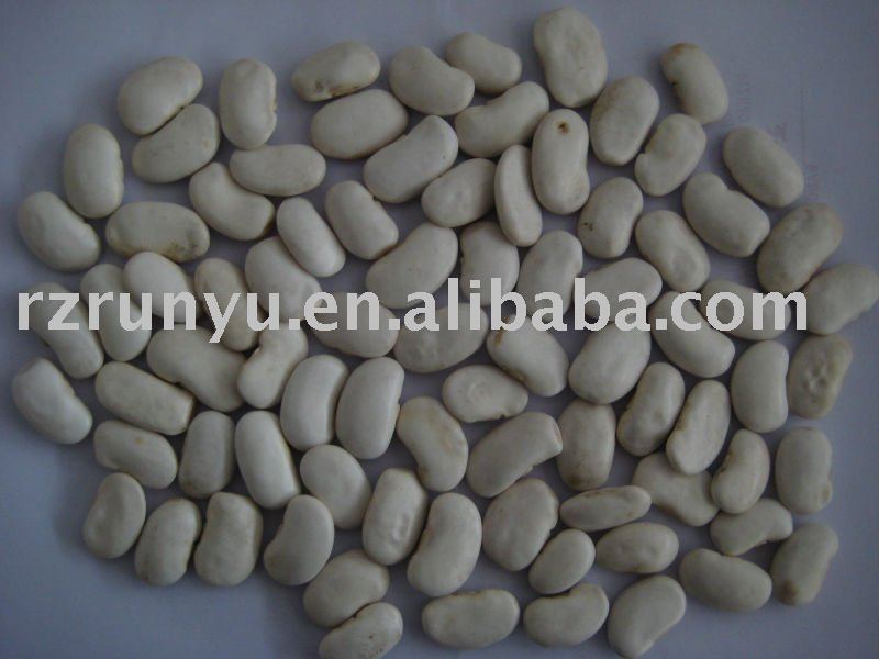 baishake type white kidney bean