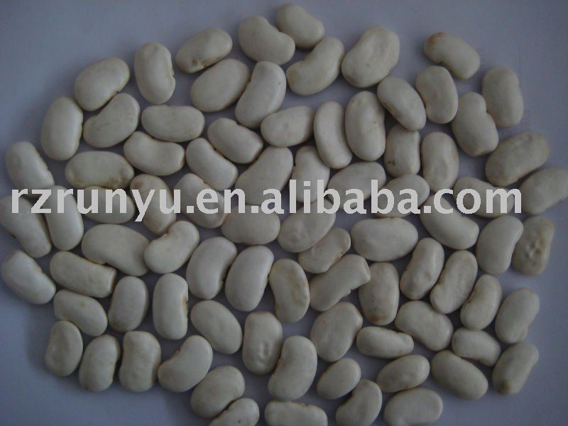Chinese medium white kidney bean
