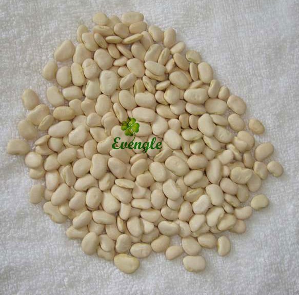  Dried   Butter  Bean Organic