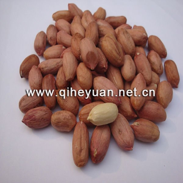 Peanut Kernel Long Type