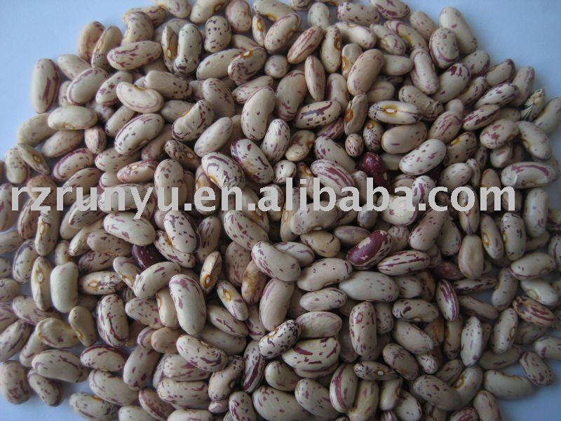  big   size  light speckled  kidney   bean 