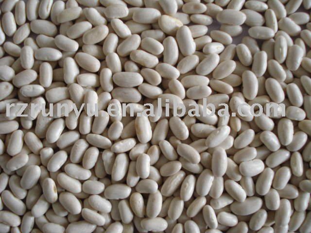  bashake  type white kidney bean(white kidney bean)