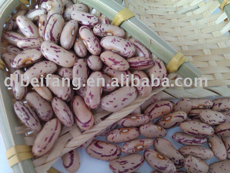 Light Speckled kidney Bean,2010 crop ,heilongjiang origin, hps