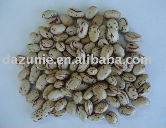 American   Round  Shape Light  Speckled   Kidney  Beans