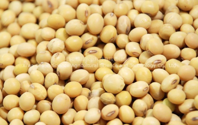 chinese dried chickpea,China lvpin price supplier - 21food