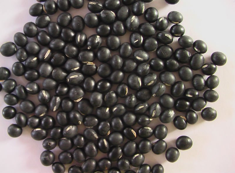 little black bean,China price supplier - 21food