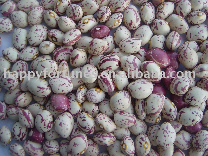  light   speckled   kidney   bean s, light   speckled   kidney   bean , kidney   bean s, xin  jiang type