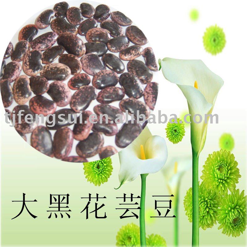 large  dark   speckled   kidney   bean s