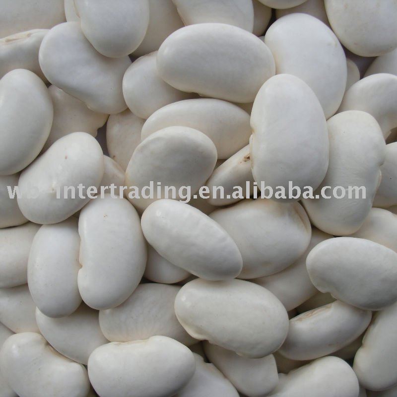  Large   white   bean 