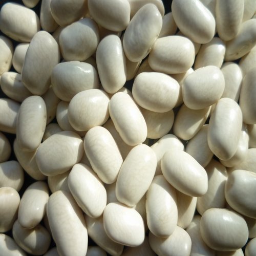 Crop 2009 Baishake White Kidney Beans
