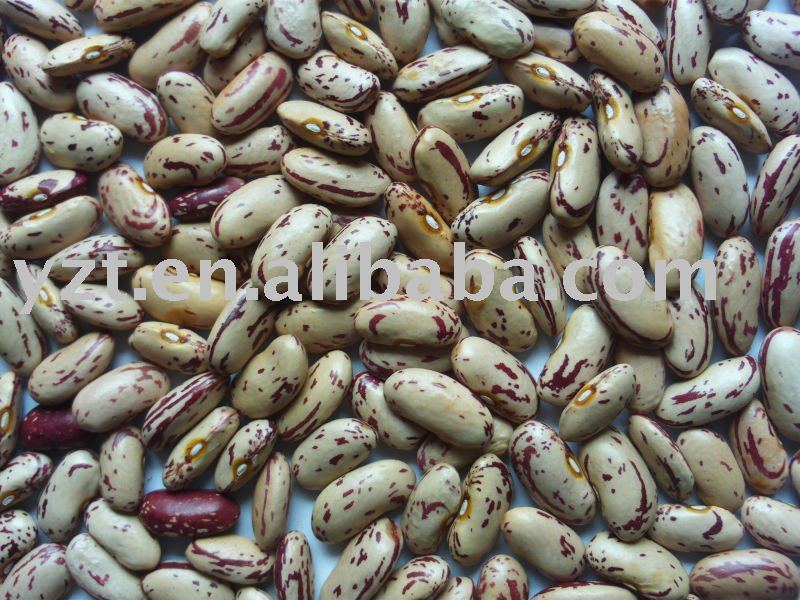 low price  to  supply light speckled kidney beans