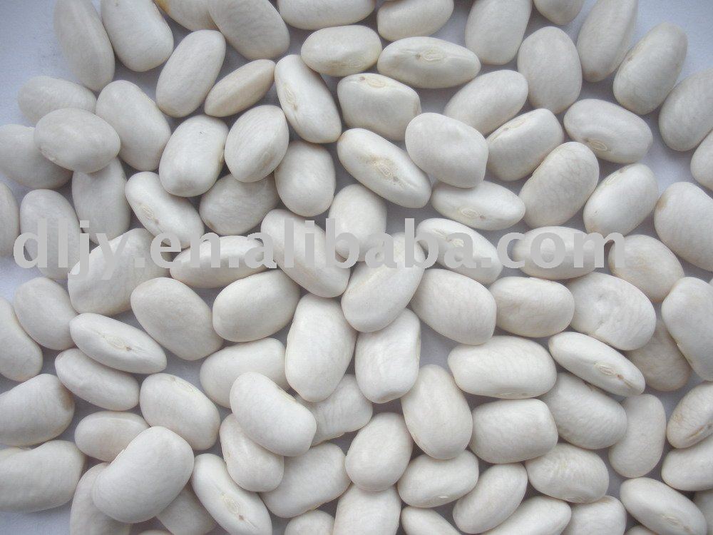  New   Crop   White   Bean s Medium type