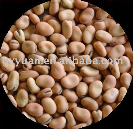 Raw Broad Bean