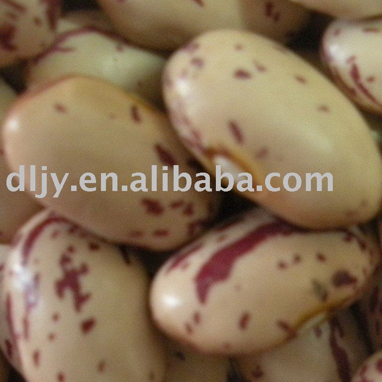 New Crop Round Shape Kidney Beans