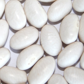 Chinese white kidney beans