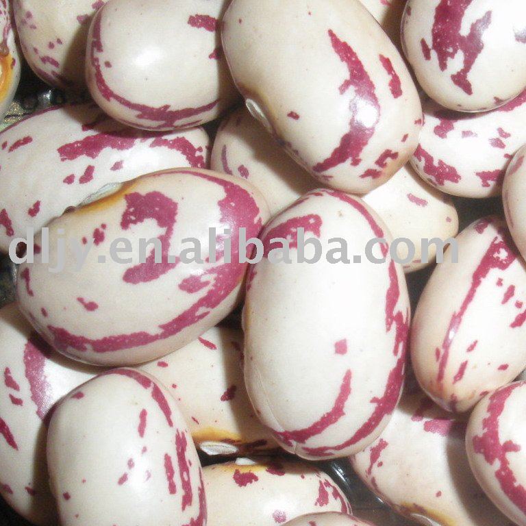 Round Shape light speckled kidney beans