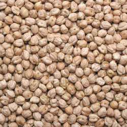 Kabuli chana