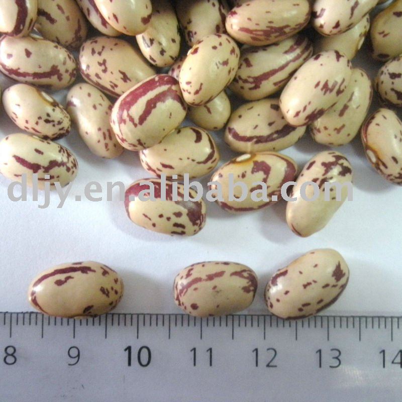 Crop 2010 Round Shape light speckled kidney beans