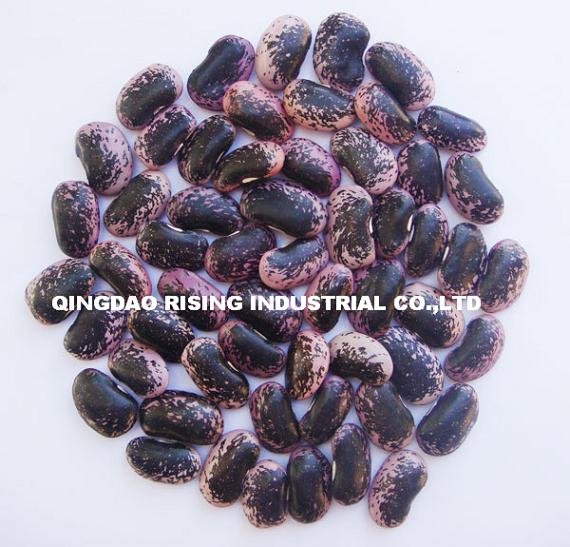 Large  balck  speckled kidney  beans 