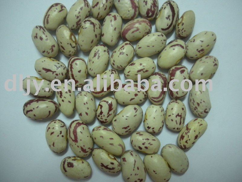 Round Shape Kidney Beans