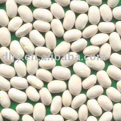 Japanese Type  White Kidney Beans