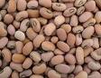 Red  Moong   Bean