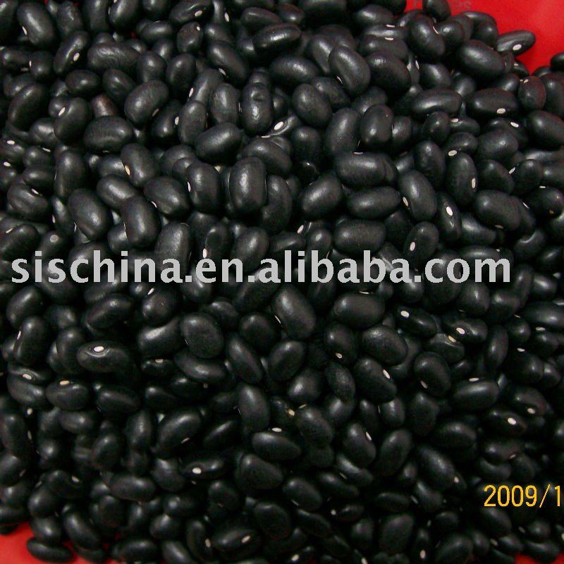 Black Kidney  Beans