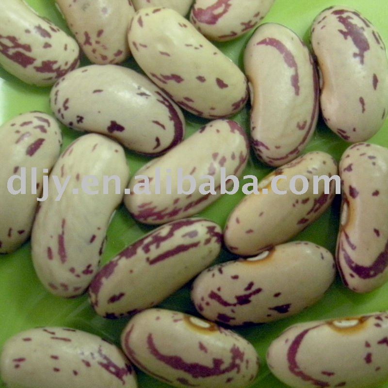Long Shape  Light Speckled Kidney Beans