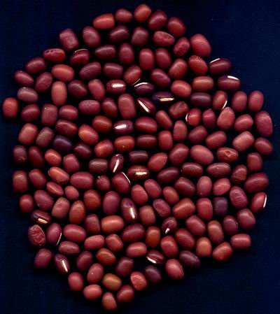 shanxi Origin small red beans
