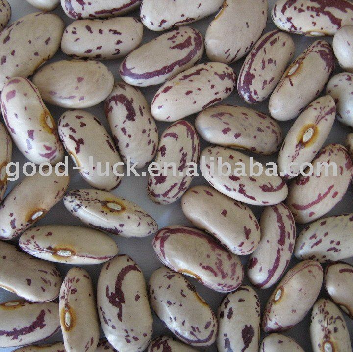  Big   Size  Light speckled  kidney   bean s