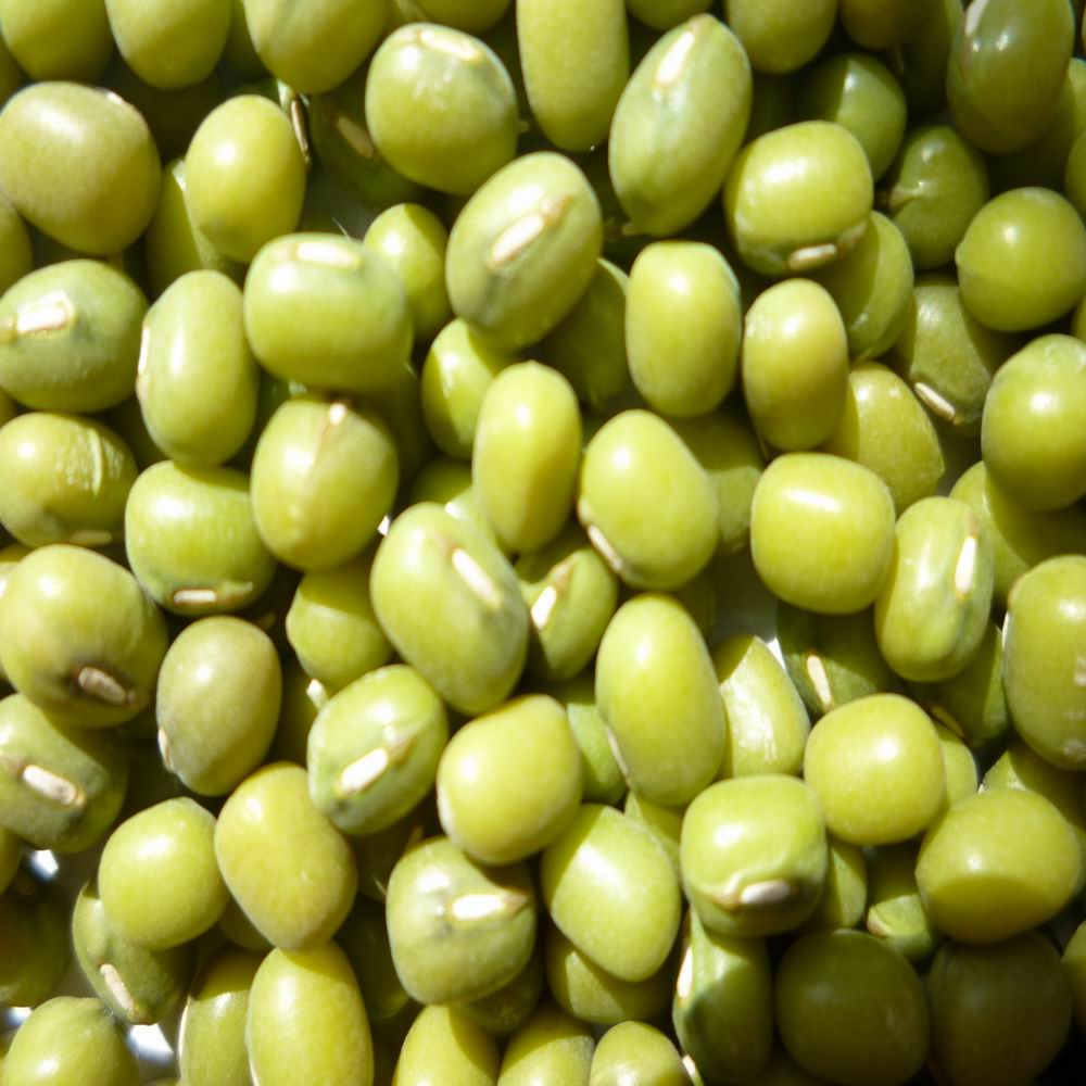 green mung bean( for sprouting) Japan standard products,China green ...