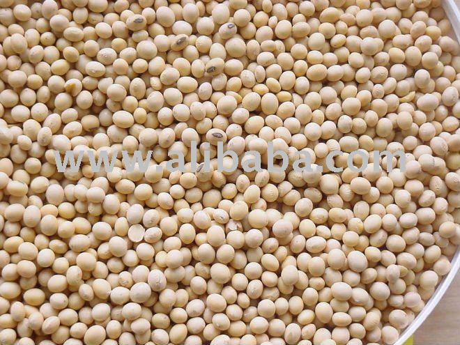 Quality Soybeans Seeds For Sale Now