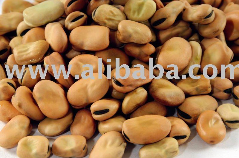 Broad bean , Fava bean