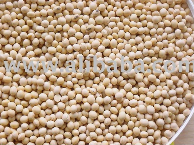 quality soybeans seeds for sale now
