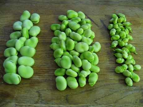 Broad bean