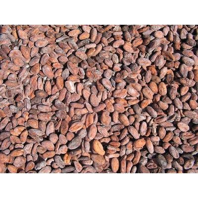Cocoa