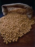 Soybeans