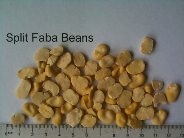 Split Faba Beans