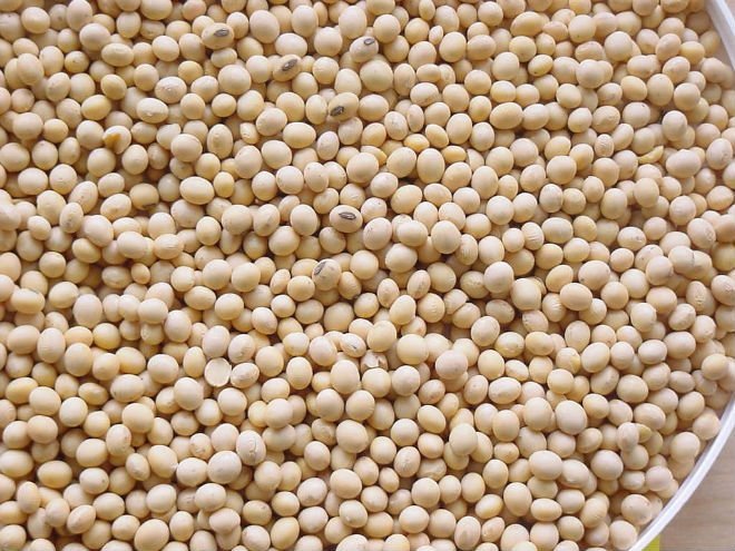 quality soybeans seeds for sale now