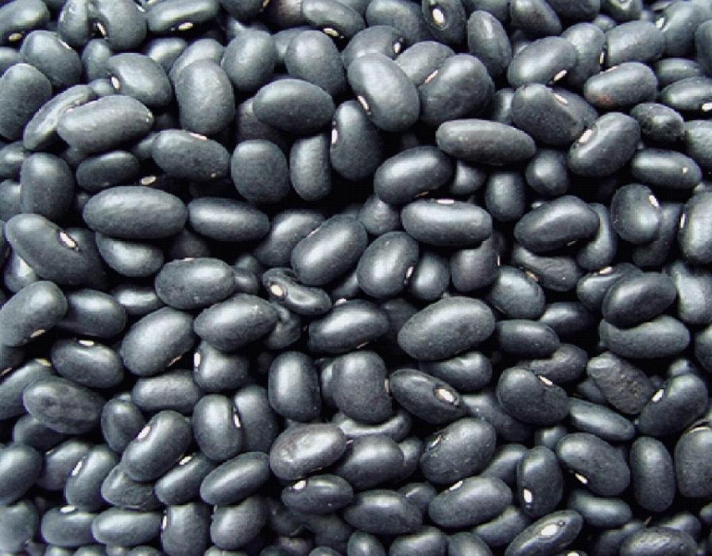 black kidney beans,Cameroon price supplier - 21food